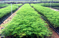 广西大青山欢迎您的咨询