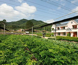 中国-东盟珍贵树种种苗繁育基地